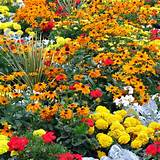 Looking for some trendy raised bed garden ideas? Our Favorite Flower Bed Ideas for Full Sun | Full sun ...