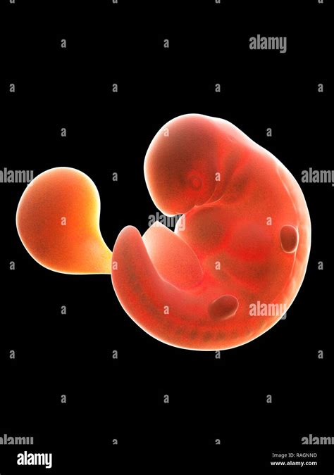 Human Embryo 6 Weeks Hi Res Stock Photography And Images Alamy