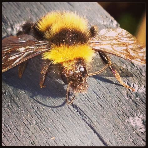 Trying to figure out how to write a bumble in a zombie apocalypse, i'd grab my dog, steal some of those gas cans, siphon some gas to fill them there are a bunch of bumble profiles out there that say something along the lines of i have a great. Close up bumble bee!!