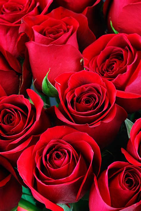 Fonds Decran 640x960 Roses En Gros Plan Rouge Fleurs Télécharger Photo