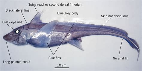 Rarely Seen Baby Ghost Shark Hauled Up From Oceans Depths Off New