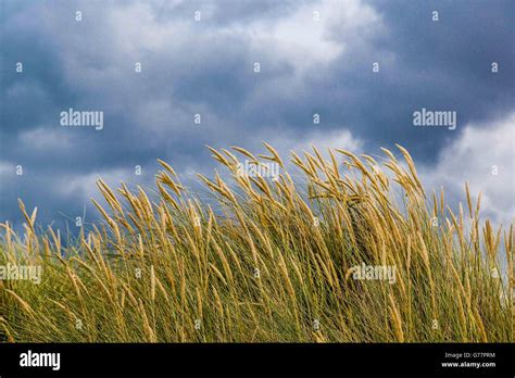 Coastal Protection Using Grasses On The Coastal Paths On The Sand Dunes