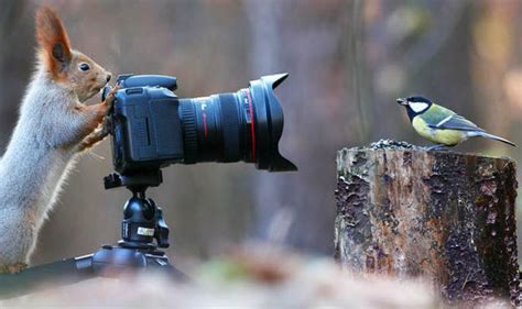 Amazing Images Of Squirrel And Great Tit Messing Around With A Camera