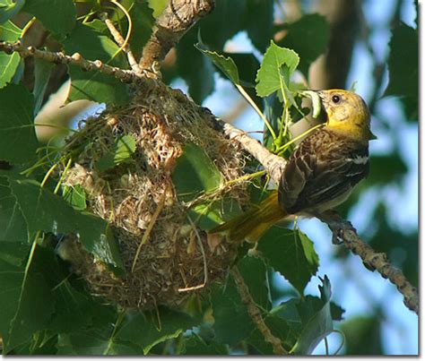 Albums 101 Pictures Baltimore Oriole Nest Images Stunning