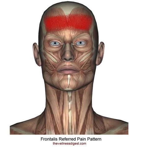 Frontalis Muscle Forehead Sinus Pain Headaches The Wellness Digest