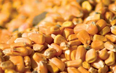 Maize At Best Price In Nagpur By Arya Agro Food Suppliers ID