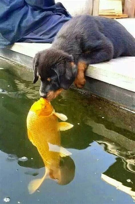 Lustige siamesische katze süße tier mund gesichtsmaske. Hund küsst Goldfisch (mit Bildern) | Tiere, Süße tiere ...