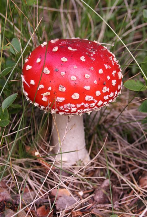 File Amanita Muscaria Fly Agaric Wikimedia Commons
