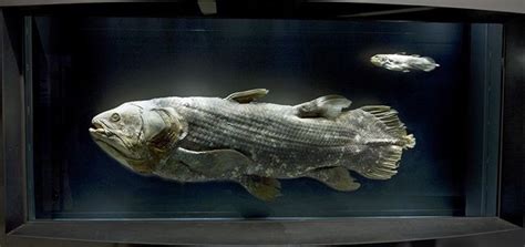 A Coelacanth A Prehistoric Fish Thought To Have Gone Extinct 65