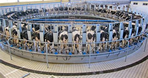 The Top Three Tech Trends In The Dairy Farming Industry Diamond V