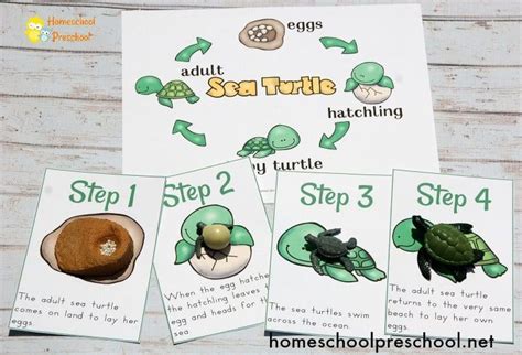 Preschool Sea Turtle Life Cycle Printable Unit Study Sea Turtle Life