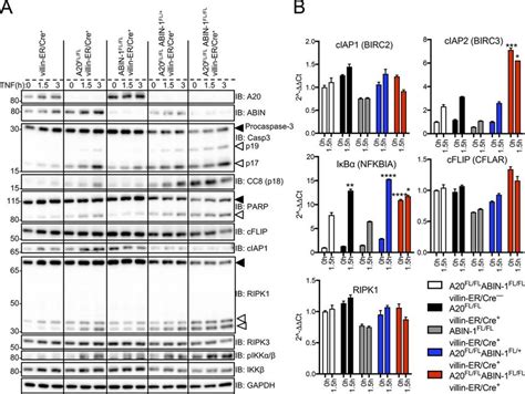 A20 And Abin 1 Double Deficient Enteroids Are Sensitized To Tnf Induced