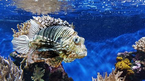 The great barrier reef is the world's largest coral reef system12 composed of over 2,900 individual reefs3 and 900 islands stretching for over 2,300 kilometres over an area of approximately 344. Great Barrier Reef