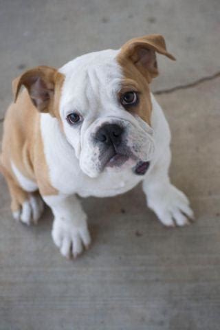 Anything more than 5 puppies is very unusual for a bulldog. AKC English Bulldog-5 months old for Sale in Cassville, Missouri Classified | AmericanListed.com
