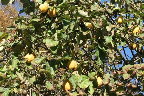 Existing sweet cherries are unfortunately not cold hardy to the northern climate. Quinces in Scotland