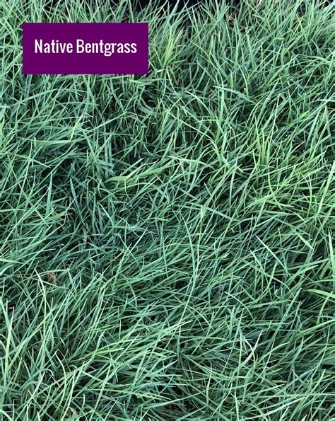 Native Bentgrass Sod And Seed Inc