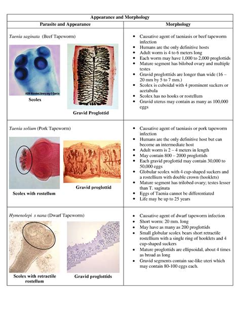 Cestodes Lecture Appearance And Morphology Parasite And Appearance