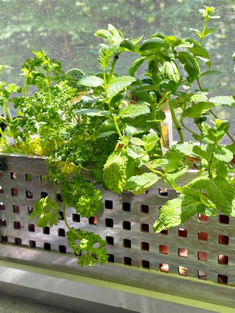 5 Simple Tips For Growing A Diy Kitchen Herb Garden