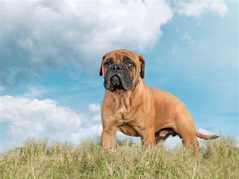 This is one of the most common questions new learners have. How Big Do Bullmastiffs Get? Puppy Growth Chart and FAQ