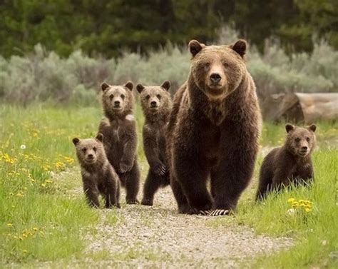 Grizzly 399 Travels Highlight The Need For Residents To Be Bear Aware