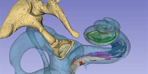Incredible Synchrotron Imaging New Findings In The Human Cochlea