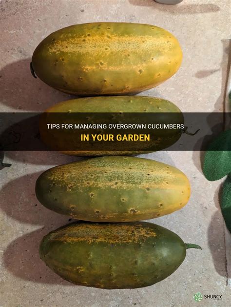Tips For Managing Overgrown Cucumbers In Your Garden Shuncy