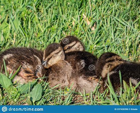 Close Up Of A Beautiful Fluffy Ducklings Of Mallard Or Wild Duck Anas
