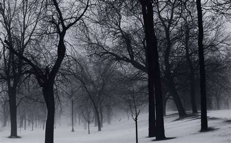 무료 이미지 나무 숲 통로 집 밖의 분기 감기 검정색과 흰색 안개 아침 서리 국가 환경 얼음 시골의