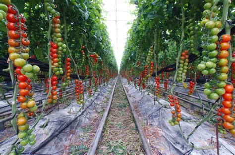 Gardening Staking Claim To Great Tomatoes Garden Layout Vegetable