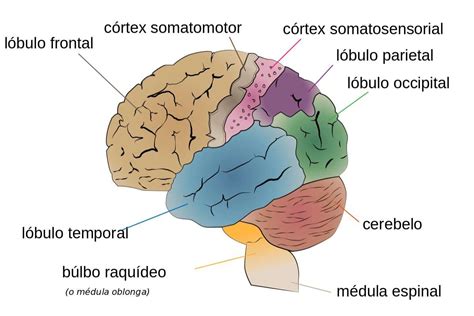 Partes Do Cerebro