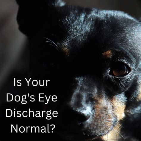 What Color Should My Dogs Eye Discharge Boogers Be Pethelpful