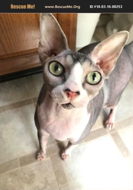 See more of rescue me! Rescue Me! Sphynx Rescue - Home | Facebook