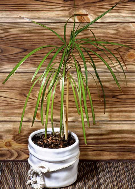 Most grow strongly upright with long, straplike leaves variegated with white, cream, or. Dracaena, dragon tree - advice on caring for it