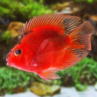 Maybe you would like to learn more about one of these? Bright orange blood parrot fish | Fresh Water Aquariums ...