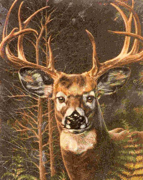 All the best black and white deer drawing 35+ collected on this page. Whitetail Buck Drawing by Dy Witt