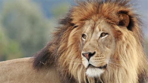 Aggregate More Than 77 Lion Hair Is Called Ineteachers