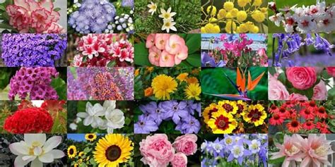 100 Nama Bunga Lengkap Dengan Nama Latinnya Sudah Tahu Belum