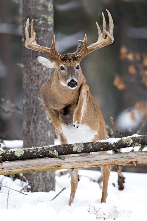 White Tailed Buck Jumping Over A Log Whitetail Deer Pictures Deer