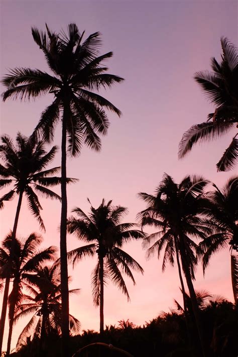 The palm trees are dotted with exotic birds, flowers, and fruit, all offset by a matte black backdrop. 🖤 Aesthetic Palm Trees Wallpaper - 2021