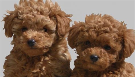 cute puppy dogs poodle puppies