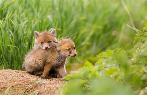 Baby Animals Nature Animals Fox Wallpapers Hd Desktop And Mobile