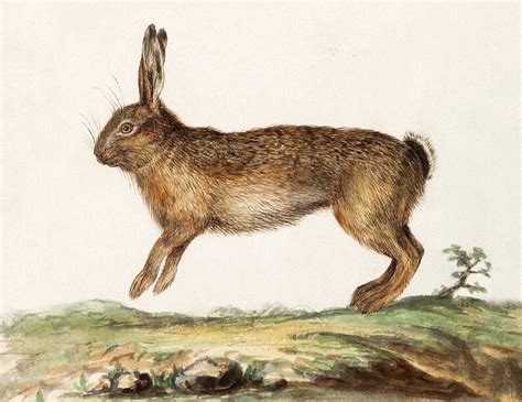 Vintage Rabbit Print Hare Print Easter Print Vintage Animal Etsy
