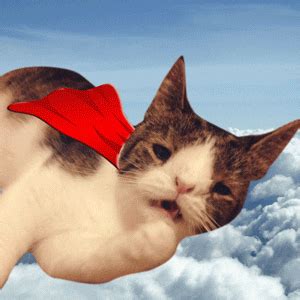 Check spelling or type a new query. Super Cat GIFs - Find & Share on GIPHY