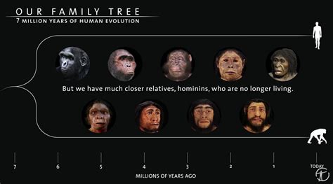 Human Evolution Chart Species