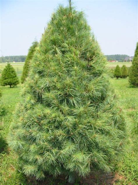 2 Live Virginia Pine Trees 1 2 Feet Tall Live Trees Etsy