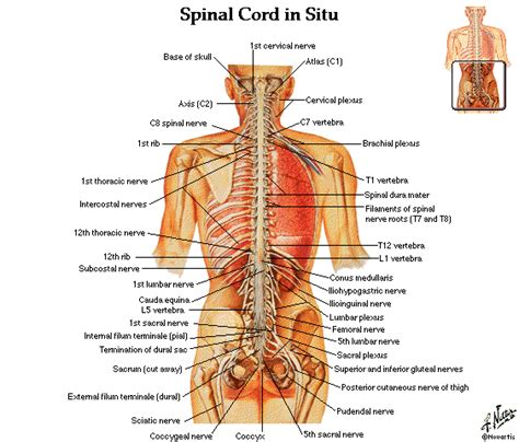 And legs as well as the metacarpals and metatarsals. Dentistry and Medicine: Spine and Vertebre Diagrams free ...