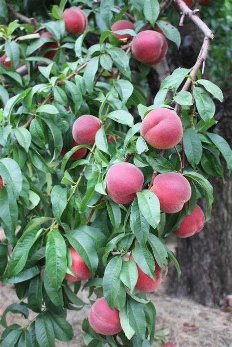 Ginger gold pie, muffins, cakes: A World of Tree Fruit - New England Apples