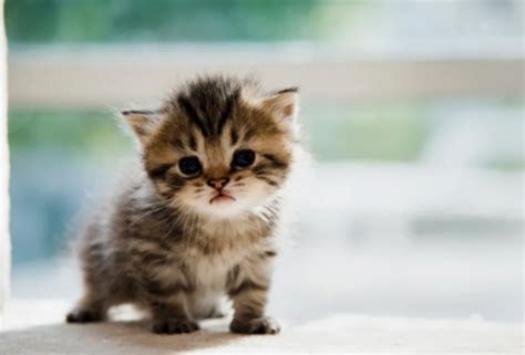 Gambar Anak Kucing Comel Wallpaper - Gambar Kucing Yang Imut - 81021