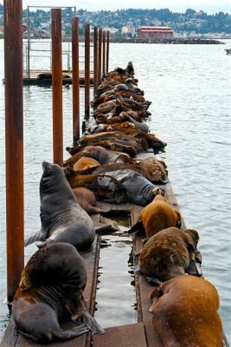 Group Of Sea Lions Sitting On Pier On The Coast Of Oregon Sea Lion