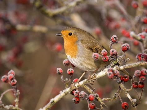 European Robin Wallpapers Wallpaper Cave